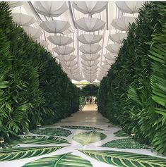 the walkway is lined with green plants and white umbrellas hanging from the ceiling above