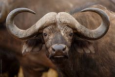 an animal with very large horns standing next to other animals in the grass and looking at the camera