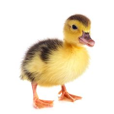 a small duckling standing up against a white background