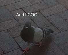 a pigeon standing on top of a brick road next to the words and i coo