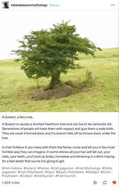 an image of a tree in the middle of a field with caption about it