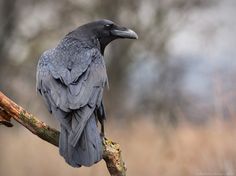 a black bird sitting on top of a tree branch