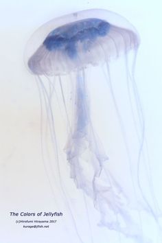 an image of a jellyfish in the water