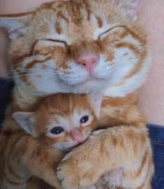 an orange and white cat laying on top of another kitten