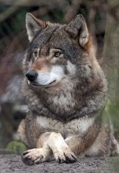 a wolf is sitting on the ground looking at something