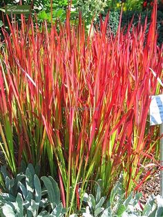 some red plants are growing in the dirt near a sign and bushes with green leaves on it