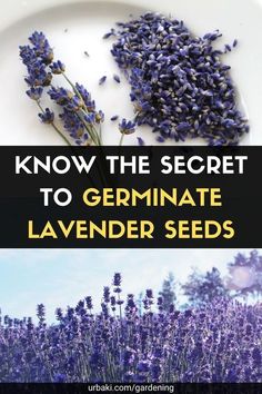 lavender seeds on a plate with the words know the secret to germinate lavender seeds