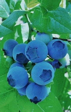 some blue berries are growing on the tree