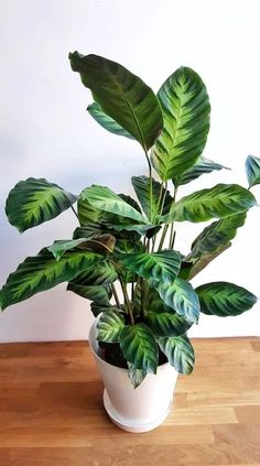 a potted plant sitting on top of a wooden table