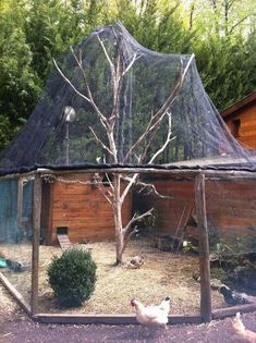 two chickens are in the yard under a clear cover