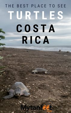 the best place to see turtles in costa rica