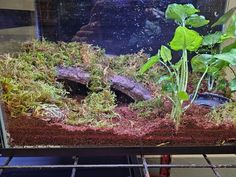 an aquarium filled with plants and rocks