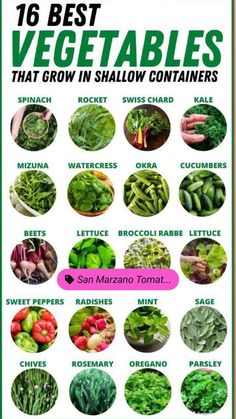 vegetables that grow in shallow containers with the title, 16 best vegetables that grow in shallow containers