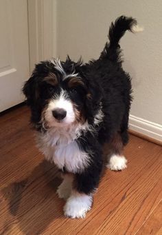 a black and white dog standing on top of a wooden floor next to a door