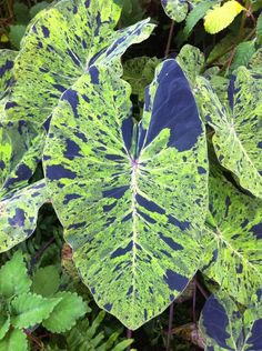 a large green and blue leafy plant in the middle of some plants with leaves around it