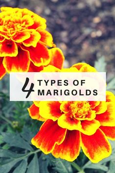 two yellow and red flowers with the words 4 types of margolds on them