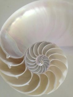 an image of the inside of a shell