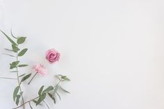 two pink roses and green leaves on a white background with space for text or image