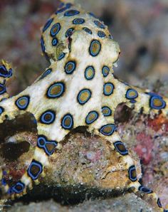 a blue and white octopus sitting on top of a rock