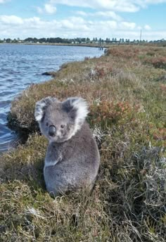 a koala sitting in the grass next to a body of water