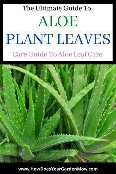 the ultimate guide to aloe plant leaves care guide to aloe leaf care by how does your garden grow?