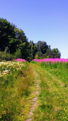 a dirt path in the middle of a field with wildflowers on both sides