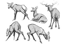 some deers are standing and laying down in the same direction, with their horns spread out