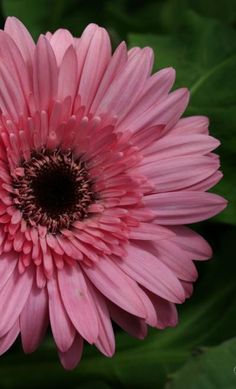 a pink flower with green leaves in the background