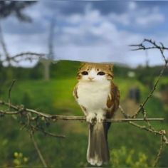 a cat sitting on top of a tree branch next to a green grass covered field