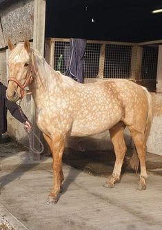 a man is petting a horse in an enclosed area with concrete floors and walls