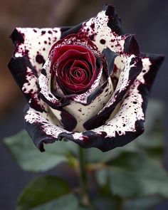 a black and white rose with red spots on it's petals is blooming