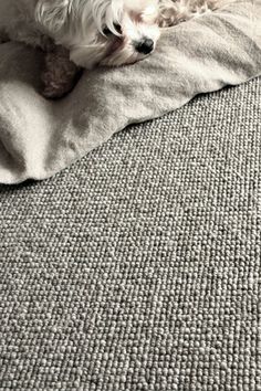 a small white dog laying on top of a bed next to a pillow and blanket