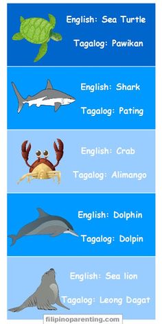 the different types of sea animals and their names are shown in this chart, which shows them