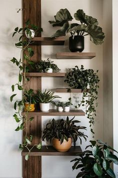 some plants are sitting on wooden shelves in a room