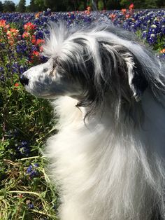 a long haired dog sitting in the middle of a flower field with blue and red flowers