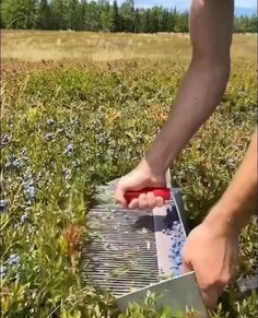 a person cutting tomatoes in the middle of a field with a grate on it