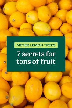 When it comes to home-grown citrus trees, there's nothing like the Meyer Lemon. A cross between the tart lemon and the sweeter orange, Meyer Lemons are sweeter and juicier than their more common counterparts.

Learn how to get a large harvest of juicy fruit with these expert tips.

#Lemons #FruitTrees Meyer Lemon Tree, Citrus Grove