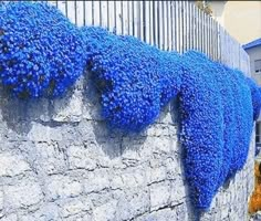 blue flowers growing on the side of a stone wall in front of a building with a fence