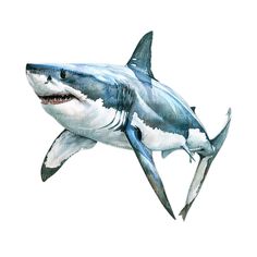 a watercolor painting of a great white shark