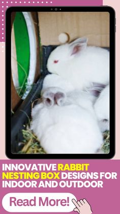 an advertisement for rabbits in a box with the text innovative rabbit nesting box designs for indoor and outdoor read more