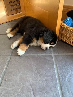 a puppy laying on the floor next to a door