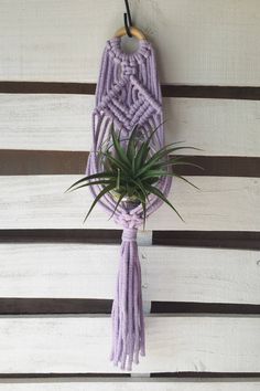 an air plant hanging on a wall with purple yarn and wooden pegs attached to it