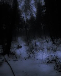 the woods are covered in snow at night