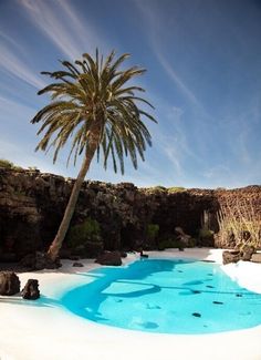 a palm tree sitting next to a pool in the middle of a desert area with blue water