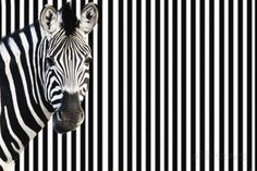 a zebra standing in front of a black and white striped wall