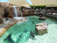 some people are standing around in the water at a zoo or swimming pool while others look on