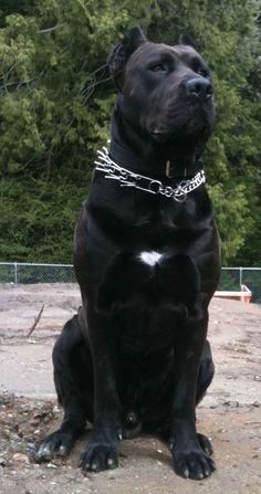 a large black dog sitting on top of a dirt field