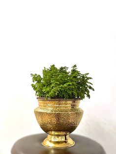 a potted plant sitting on top of a table