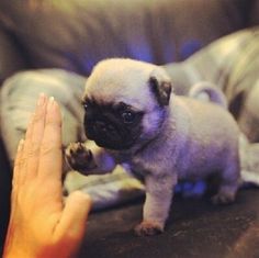 a small pug puppy standing on top of a couch next to someone's hand