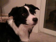 a black and white dog sitting on the floor